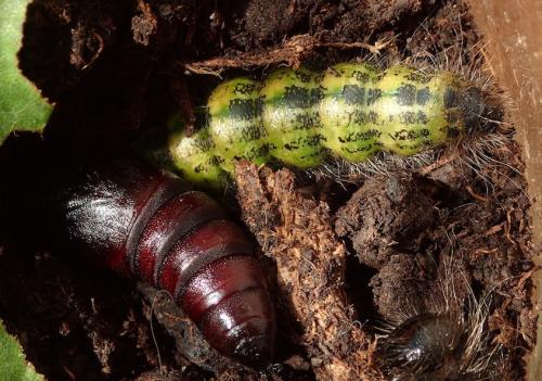 Phalera bucephala